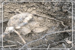 六月雪提根，指在六月将根部从土壤中挖出