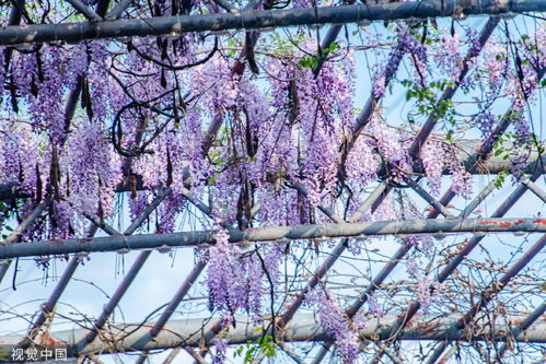 冬天的紫藤花会怎样