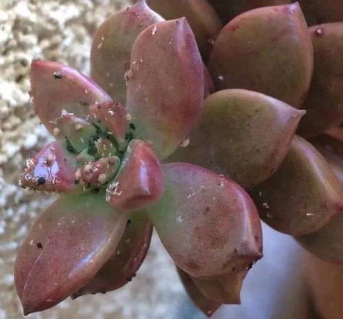 防治时间：把握时机是关键