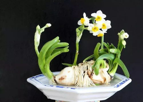 雕刻时留2-3片完整鳞叶作“营养库”