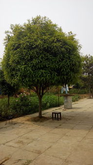 紫微树的生长秘密：三年紫微树多大？