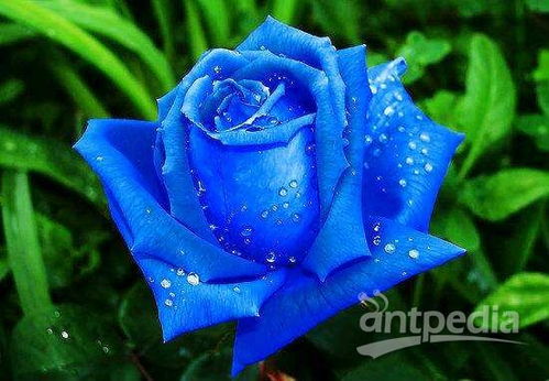 丽格海棠色彩之谜，真的堪花眼了！