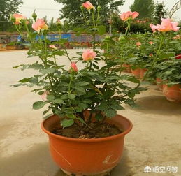 先kankan这叶子发黄是啥原因