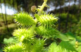 采摘技巧：老药农的智慧