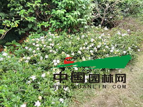 日日春， 美丽种子花卉