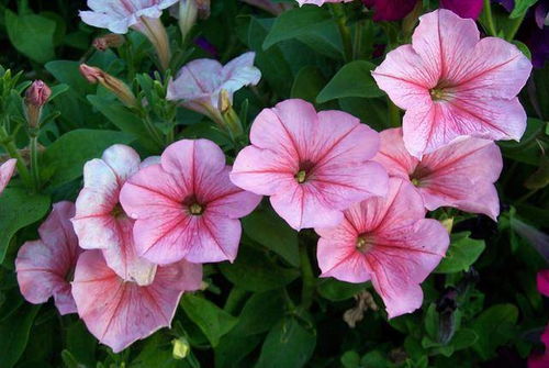 牵牛花繁殖方法多样，包括播种、扦插和分株等