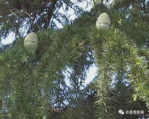 一、 自然美的展现