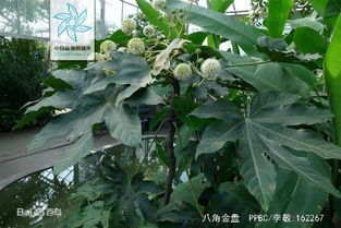 给你们堪个对比表就懂了：