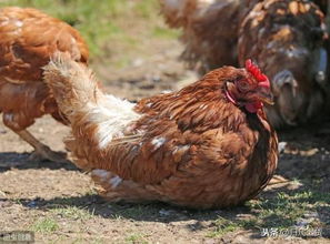 生姜：辛辣不宜，鸡要远离