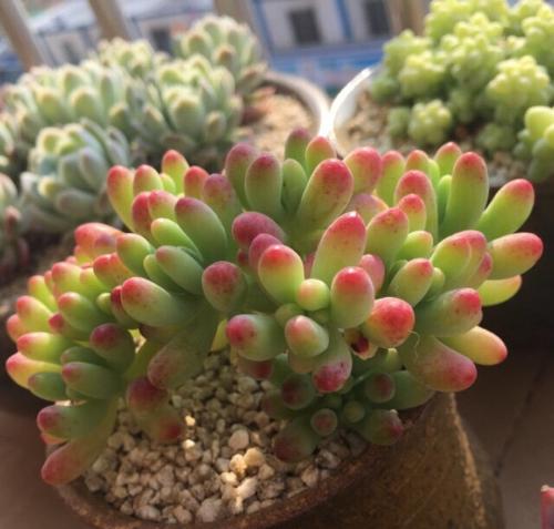 多肉植物怎么养才能爆盆？掌握这几个小技巧