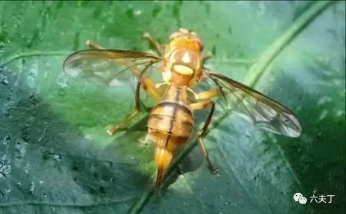 甲维盐果实蝇的困扰