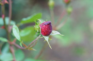 月季雨后嫩芽发蔫的烦恼