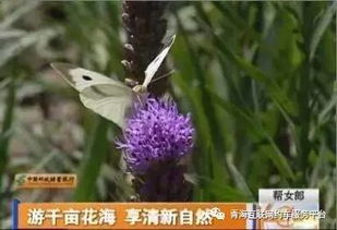 “揭秘：燕麦花源地，探寻神秘花海！”
