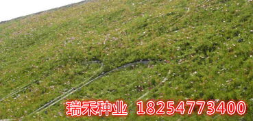 寻找快速发芽， 耐寒耐高温的草籽