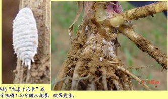 介壳虫怎么悄无声息跑到花上？