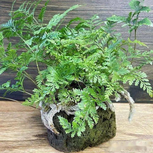 土壤选择， 有讲究