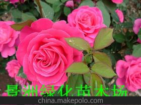 丰花月季：价格亲民， 销量火爆