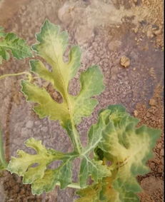 农药过量使用的影响