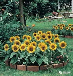 花卉种植的艺术与科学：打造室内花园的奥秘