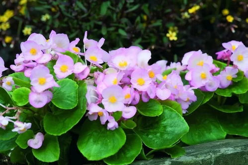 四季秋海棠，花开人间