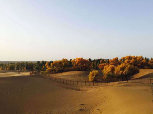 高效繁殖的奥秘