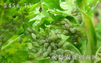 芹菜病虫害防治小妙招
