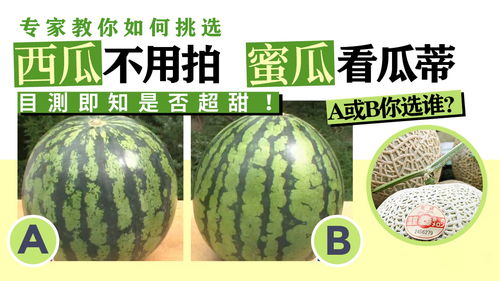 挑瓜技巧，如何一眼辨出甜西瓜