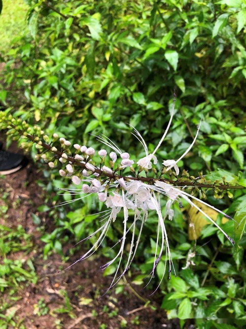 菠萝在热带雨林中怎么长出来的呢？