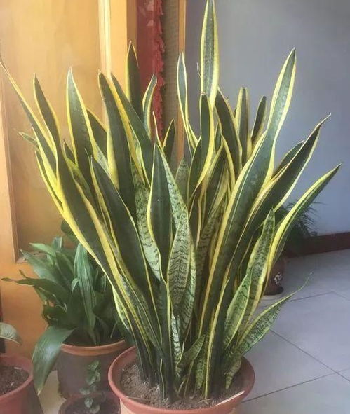 虎皮兰移植，如何拆分花盆不伤根
