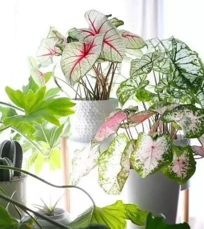 植物界的“开花机器”，全年开花不停歇！