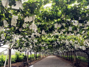 烟台果农的专利方案，花期延长22天