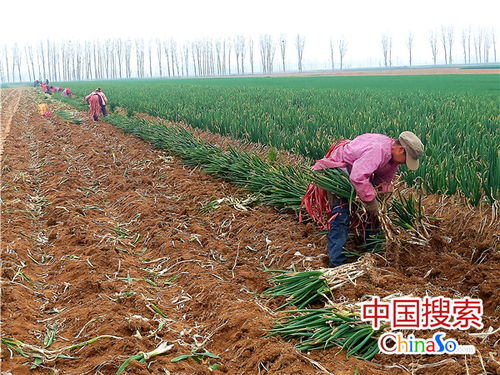南阳艾草：南阳弘扬医圣张仲景文化，宛艾种植面积24万亩，注册企业超2千家，年销售额80亿元，种植面积、对外贸易值和加工产值均居全国首位，市场占有量高达80%，连续3年举办中国艾产业发展大会
