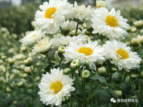 家里能种菊花吗？这几个品种最适合新手养