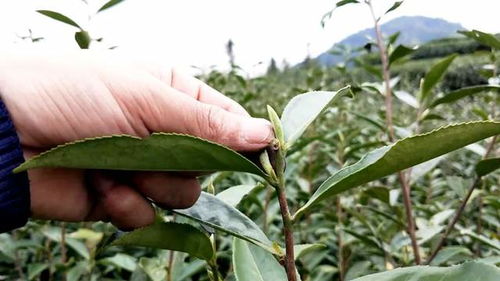 牡丹花嫁接最佳时期是何时？不同季节嫁接有何技巧