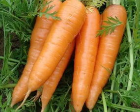 二、 传统覆盖松毛的弊端