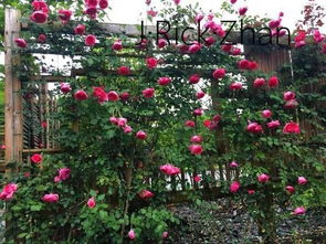 月季花的应用范围