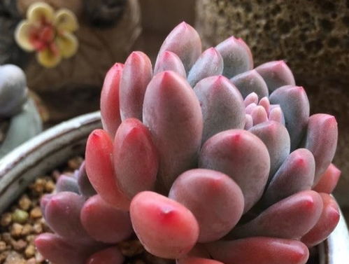 多肉植物化水了怎么办？如何挽救