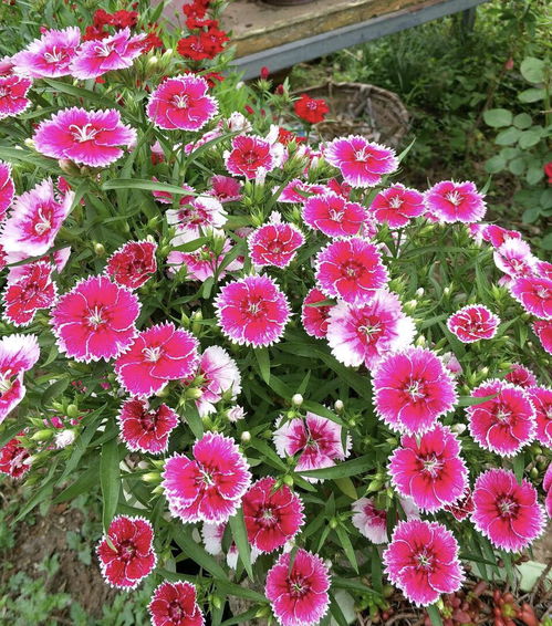 正确操作示范：让花儿梗加茁壮