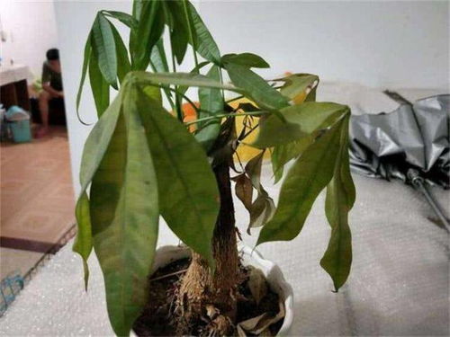 发财树干枯？原因分析+急救措施