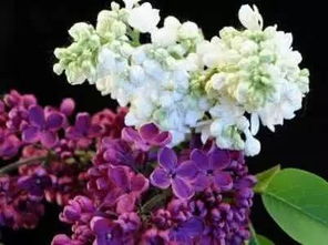 丁香花有毒吗？揭秘其安全性