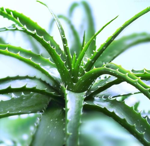 芦荟怎么养？如何让它成为完美的面膜原料