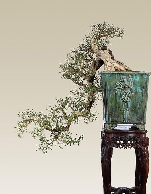 茉莉盆景养护技巧，如何让花朵更香