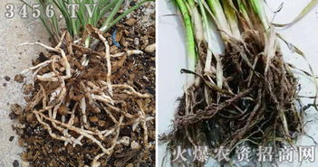 气根的培育技巧