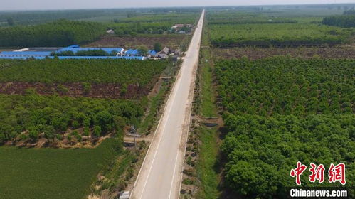 河南黄土地的绿色奇迹：苗木种植产业的致富之路