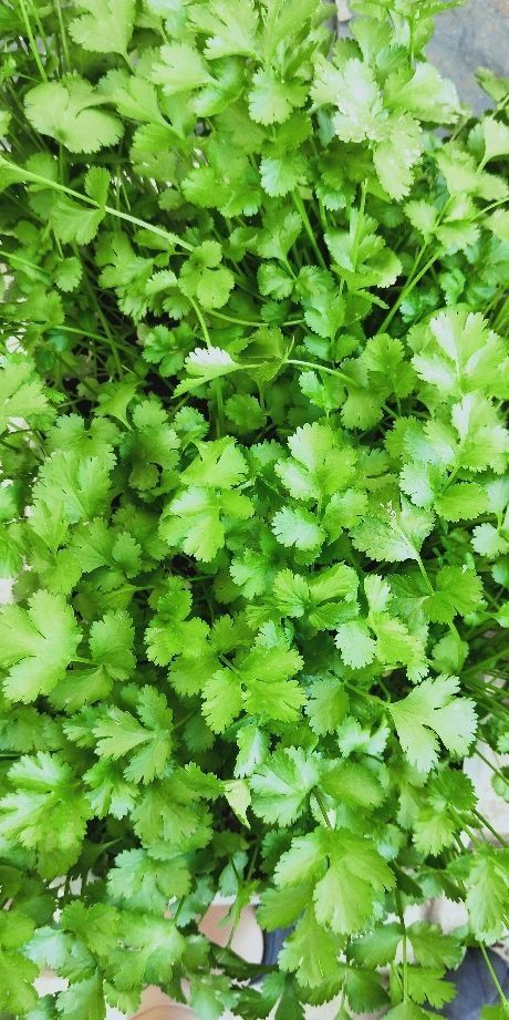 土壤也重要：深厚的结构好的土壤是关键