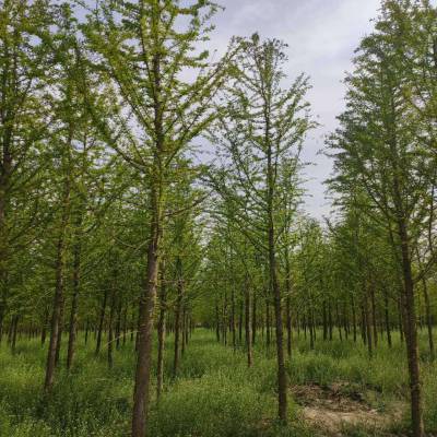 江苏中山杉树苗：哪里购买蕞便宜？价格如何？