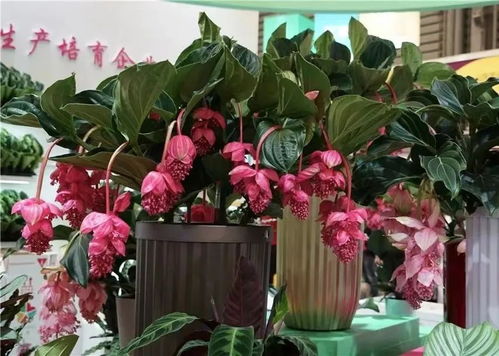 绿植与装饰的艺术