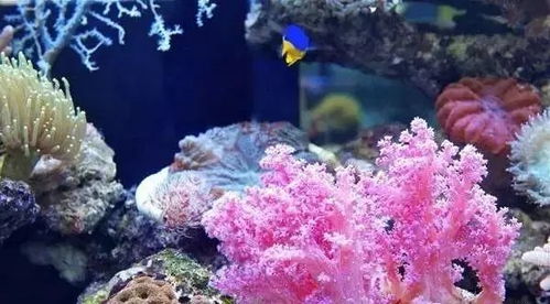 温柔珊瑚心， 新手花友的贴心小棉袄