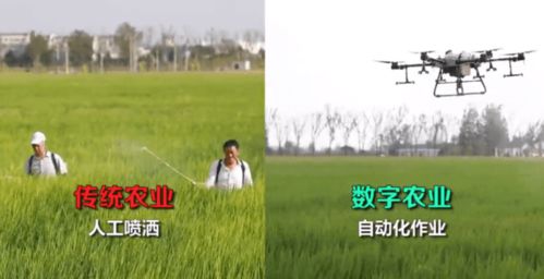 乙草胺，怎么个用法？