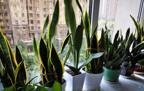 铁树如何剪枝才能成活？如何避免枝条枯萎